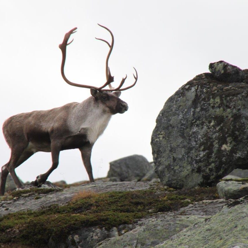 Villrein på fjell med gevir